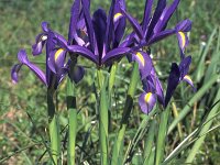 Iris xiphium 2, Saxifraga-Inigo Sanchez
