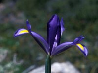 Iris xiphium 3, Saxifraga-Jan van der Straaten