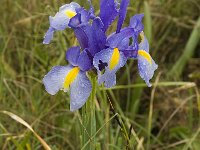 Iris xiphium 4, Saxifraga-Jan van der Straaten