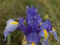 Iris xiphium 5, Saxifraga-Jan van der Straaten