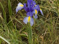 Iris xiphium 6, Saxifraga-Willem van Kruijsbergen
