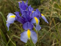 Iris xiphium 7, Saxifraga-Willem van Kruijsbergen