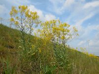Isatis tinctoria 33, Wede, Saxifraga-Ed Stikvoort