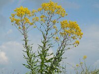 Isatis tinctoria 36, Wede, Saxifraga-Ed Stikvoort