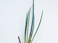 Isoetes lacustris 5, Grote biesvaren, Saxifraga-Ed Stikvoort : A900