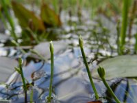 Isolepis  fluitans 2, Vlottende bies, Saxifraga-Rutger Barendse
