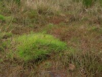 Isolepis  fluitans 4, Vlottende bies, Saxifraga-Hans Boll