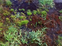 Isolepis  fluitans 5, Vlottende bies, Saxifraga-Hans Boll