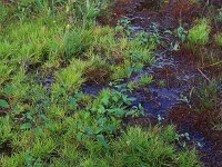 Isolepis  fluitans 6, Vlottende bies, Saxifraga-Hans Boll