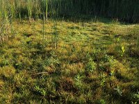 Isolepis  fluitans 7, Vlottende bies, Saxifraga-Hans Boll