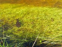 Isolepis  fluitans 9, Vlottende bies, Saxifraga-Rutger Barendse