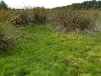 Isolepis fluitans 20, Vlottende bies, Saxifraga-Ed Stikvoort : A900