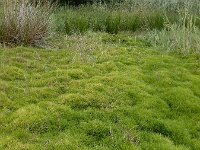 Isolepis fluitans 22, Vlottende bies, Saxifraga-Ed Stikvoort : A900