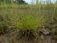 Isolepis setacea 23, Borstelbies, Saxifraga-Ed Stikvoort : Deventer A900