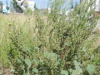 Iva xanthiifolia 1, Iva, Saxifraga-Rutger Barendse