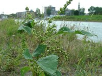 Iva xanthiifolia 6, Iva, Saxifraga-Ed Stikvoort