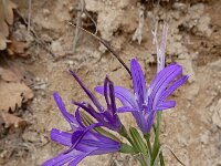 Ixiolirion tataricum 3, Saxifraga-Ed Stikvoort : Kapan - Mehgri A900