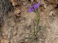 Ixiolirion tataricum 6, Saxifraga-Ed Stikvoort : Kapan - Mehgri A900
