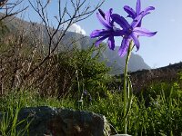 Ixiolirion tataricum 7, Saxifraga-Ed Stikvoort : Sisian - Vayk - Hermon s9900