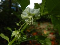 Jaltomata procumbens