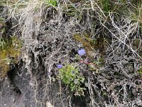Jasione crymbosa