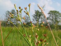 Juncus acutiflorus 1, Veldrus, Saxifraga-Rutger Barendse