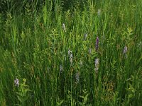 Juncus acutiflorus 11, Veldrus, Saxifraga-Hans Boll
