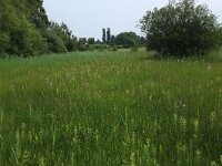 Juncus acutiflorus 12, Veldrus, Saxifraga-Hans Boll