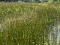 Juncus acutiflorus 14, Veldrus, Saxifraga-Willem van Kruijsbergen