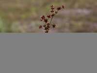 Juncus acutiflorus 2, Veldrus, Saxifraga-Peter Meininger