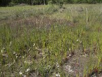 Juncus acutiflorus 21, Veldrus, Saxifraga-Willem van Kruijsbergen