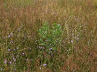 Juncus acutiflorus 25, Veldrus, Saxifraga-Hans Boll