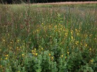 Juncus acutiflorus 26, Veldrus, Saxifraga-Hans Boll