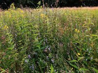 Juncus acutiflorus 28, Veldrus, Saxifraga-Hans Boll