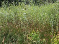 Juncus acutiflorus 29, Veldrus, Saxifraga-Hans Boll