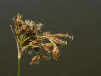 Juncus acutiflorus 3, Veldrus, Saxifraga-Jan van der Straaten