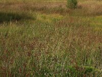Juncus acutiflorus 34, Veldrus, Saxifraga-Hans Boll