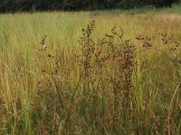 Juncus acutiflorus 36, Veldrus, Saxifraga-Hans Boll