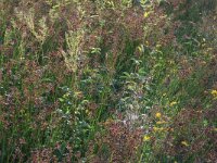 Juncus acutiflorus 37, Veldrus, Saxifraga-Hans Boll