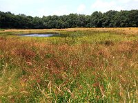 Juncus acutiflorus 39, Veldrus, Saxifraga-Hans Boll