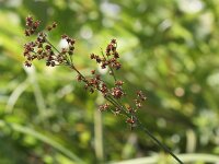 Juncus acutiflorus 4, Veldrus, Saxifraga-Peter Meininger