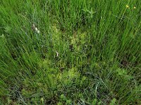 Juncus acutiflorus 41, Veldrus, Saxifraga-Hans Boll
