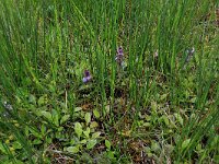 Juncus acutiflorus 42, Veldrus, Saxifraga-Hans Boll