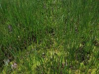 Juncus acutiflorus 43, Veldrus, Saxifraga-Hans Boll