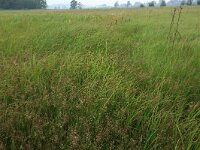 Juncus acutiflorus 44, Veldrus, Saxifraga-Hans Boll