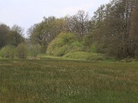 Juncus acutiflorus 45, Veldrus, Saxifraga-Hans Boll