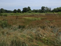 Juncus acutiflorus 46, Veldrus, Saxifraga-Hans Boll