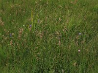 Juncus acutiflorus 47, Veldrus, Saxifraga-Hans Boll