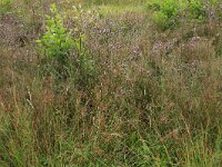 Juncus acutiflorus 51, Veldrus, Saxifraga-Hans Boll