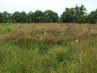 Juncus acutiflorus 52, Veldrus, Saxifraga-Hans Boll